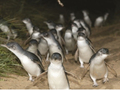 ペンギンパレード＆コアラ保護区半日 送迎付きツアー 間近にペンギンが見られる特別席から鑑賞！