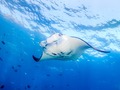 ヌサペニダ・レンボンガン島シュノーケリング 運が良ければマンタと逢える！GoProレンタルあり ＜1日・午前選択可／昼食付あり／南部エリア送迎付＞
