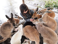 パース スワンバレー半日観光 カバシャム動物園＆チョコレートファクトリー＆ワイナリー 日本語ツアー ＜送迎付＞