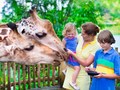 【貸切ツアー】シンガポール動物園　観光ツアー＜オランウータンと朝食付プランあり／日本語ガイド＞