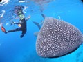 ジンベイザメと泳ぐツアー シュノーケリング＋スミロン島上陸 ＋ツマログの滝 本格水中写真付き！GoProレンタルプラン有＜現地ガイド日本語可／ランチ＞＊返金保証