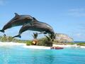 シーライフパーク・ハワイ入場券　イルカや海の動物と遊ぶ人気プログラムが楽しめる